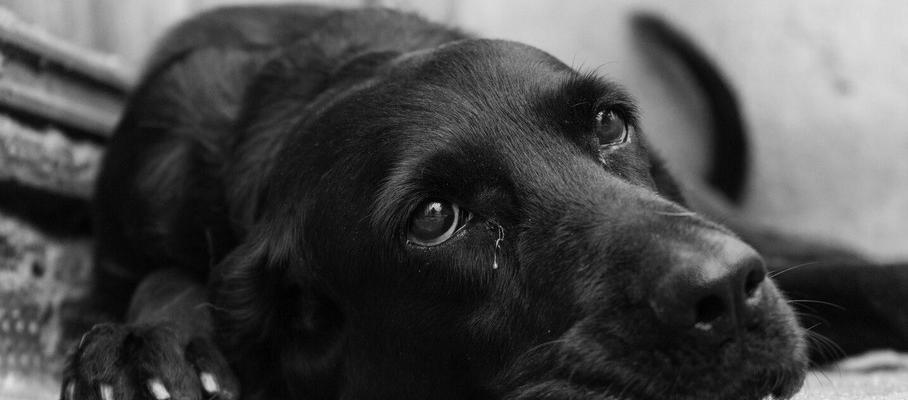 L'abandon des animaux