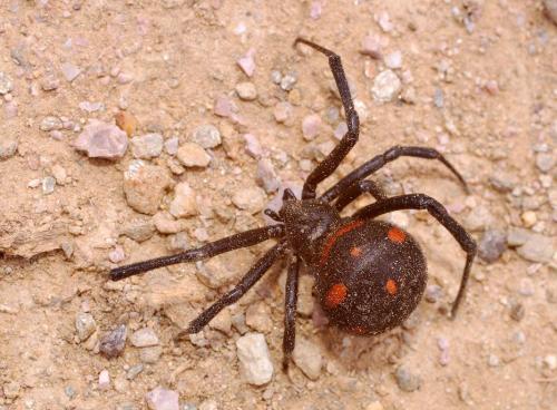 latrodectus-tred-6a21aa01e5cf1.jpg