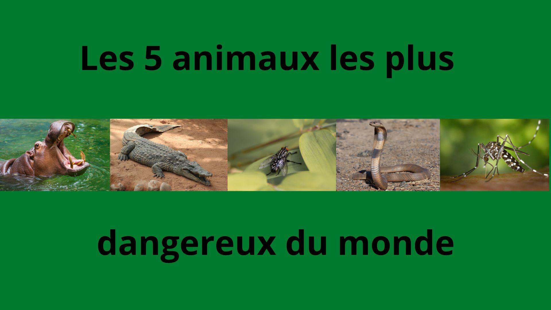 les-5-animaux-les-plus-dangeureux-du-monde-69ea06a69aa2f.jpg