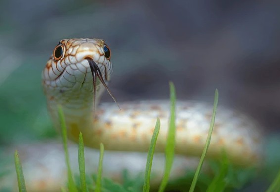 Les animaux mal-aimés